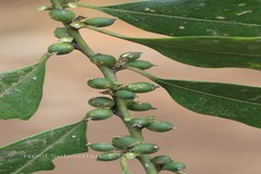 Sarcococca coriacea